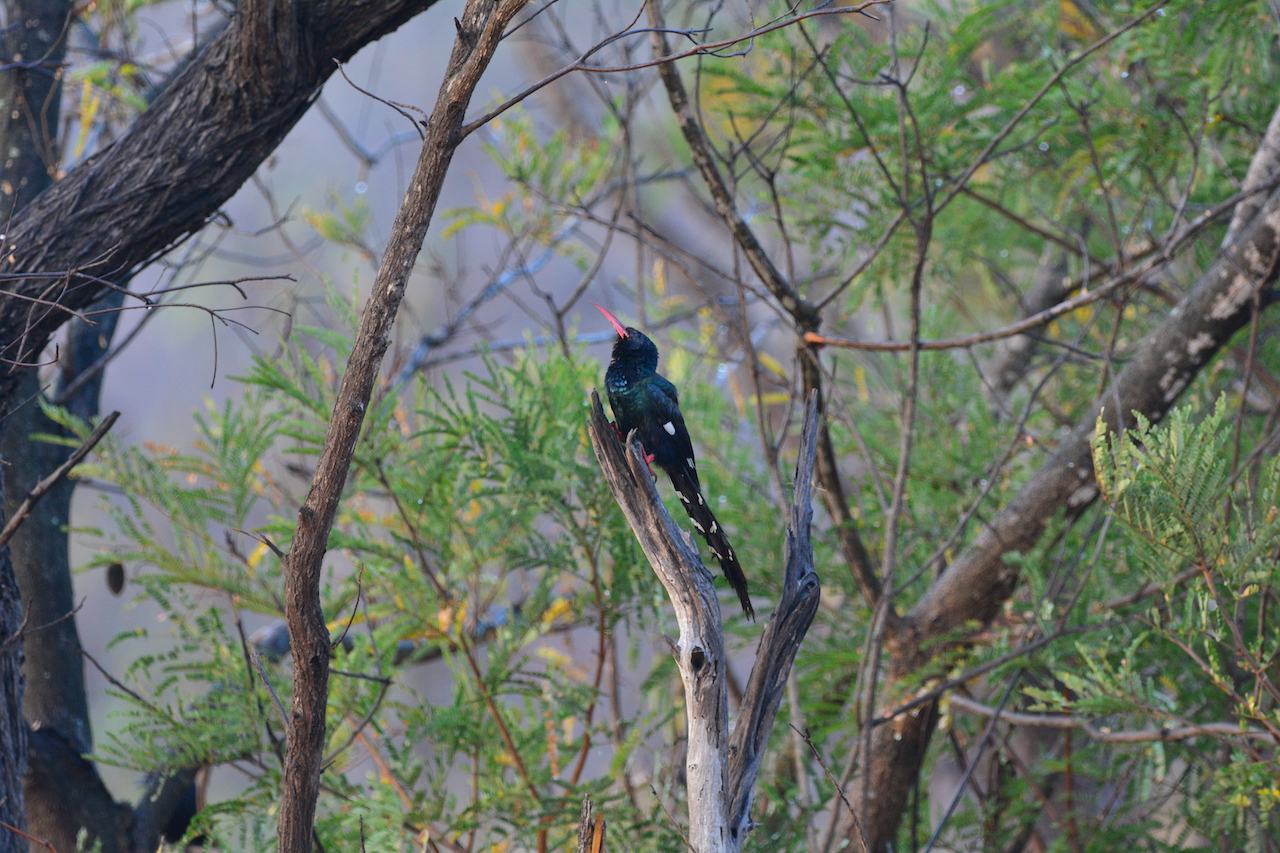 Phoeniculus purpureus